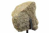 Fossil Hadrosaur Vertebra Section w/ Metal Stand - South Dakota #339921-2